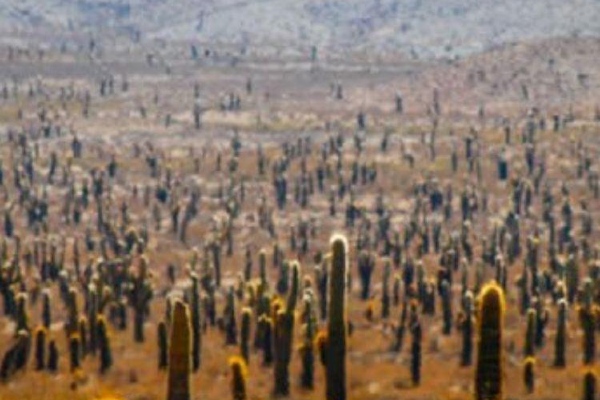 excursion salta cachi