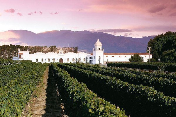 Viñedo en Cafayate