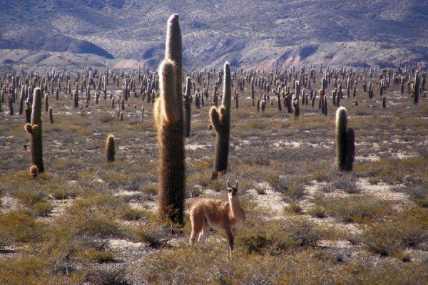 flora y fauna del parque nacional los cardones